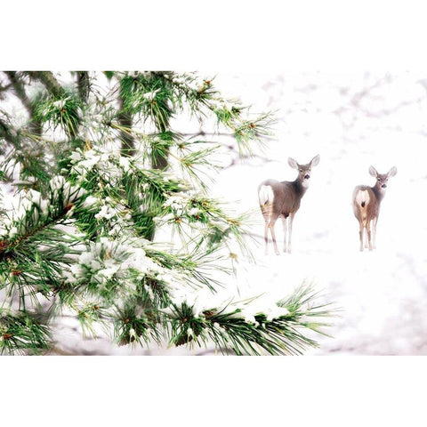 Winters Dream Black Modern Wood Framed Art Print with Double Matting by Tyrrell, Lu Anne