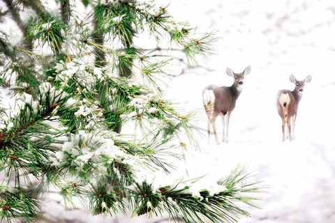 Winters Dream White Modern Wood Framed Art Print with Double Matting by Tyrrell, Lu Anne