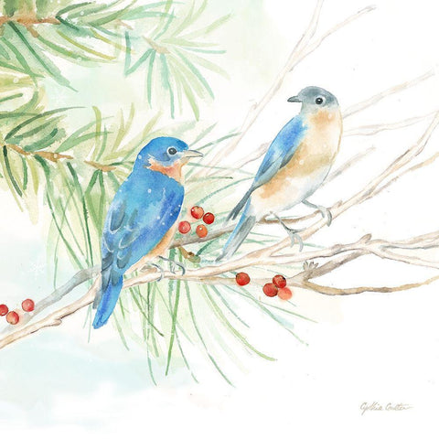 Winter Birds III Bluebirds White Modern Wood Framed Art Print with Double Matting by Coulter, Cynthia