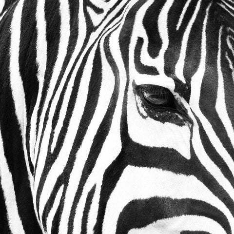 Zebra Up Close Black Modern Wood Framed Art Print with Double Matting by Michal, Susan