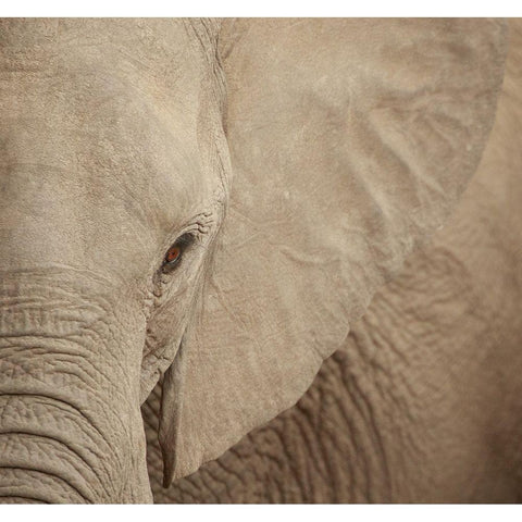 Elephant Up Close White Modern Wood Framed Art Print by Michal, Susan