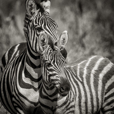 Zebra Pair Black Ornate Wood Framed Art Print with Double Matting by Michal, Susan