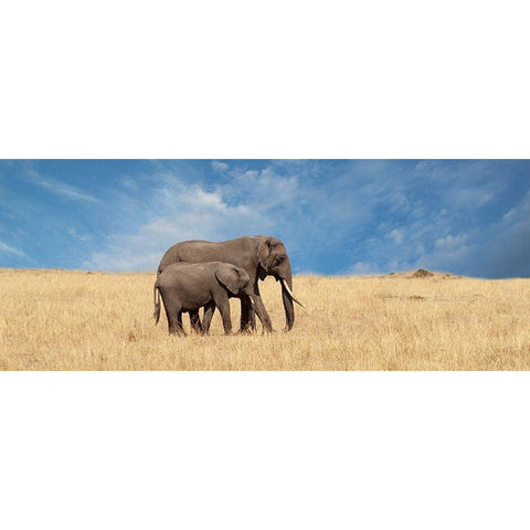 Elephant and her Calf White Modern Wood Framed Art Print by Michal, Susan