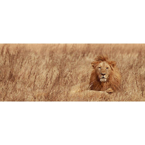 Majestic Lion Black Modern Wood Framed Art Print by Michal, Susan