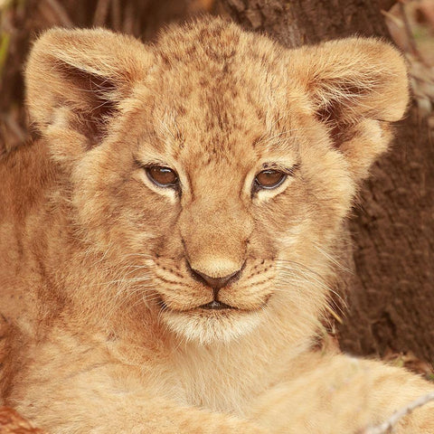 Lion Cub Gold Ornate Wood Framed Art Print with Double Matting by Michal, Susan