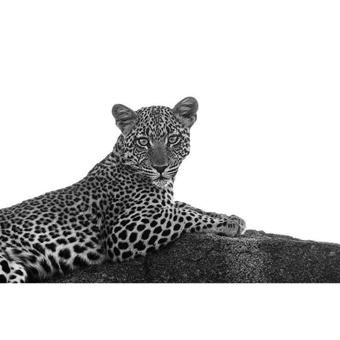 Leopard in Black and White White Modern Wood Framed Art Print by Michal, Susan