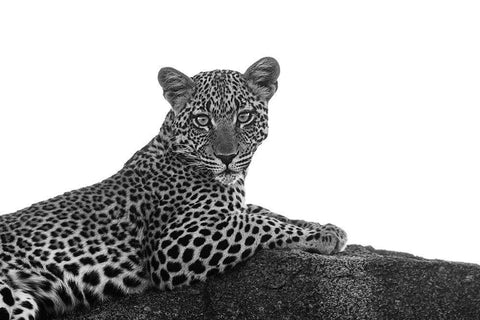 Leopard in Black and White White Modern Wood Framed Art Print with Double Matting by Michal, Susan