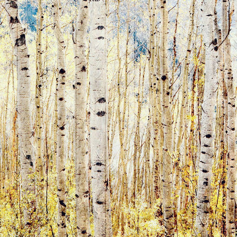 Birch Grove White Modern Wood Framed Art Print with Double Matting by Tyrrell, Lu Anne