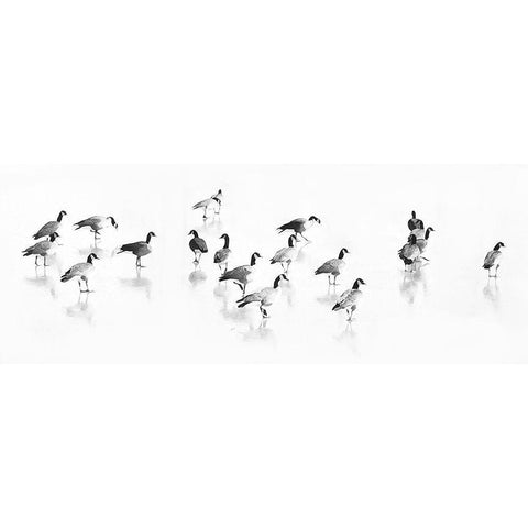 Flock of Canada Geese White Modern Wood Framed Art Print by Tyrrell, LuAnne