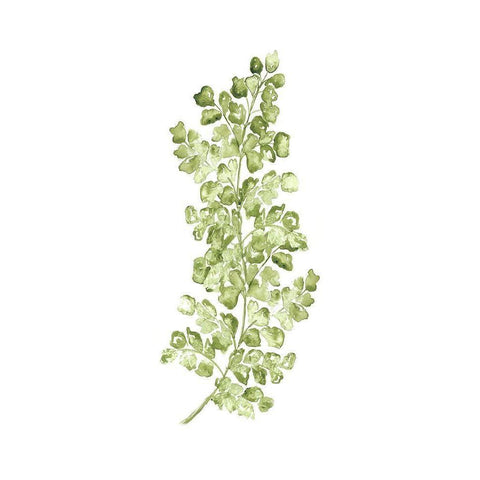 Botanical Fern Single IV White Modern Wood Framed Art Print by Tre Sorelle Studios