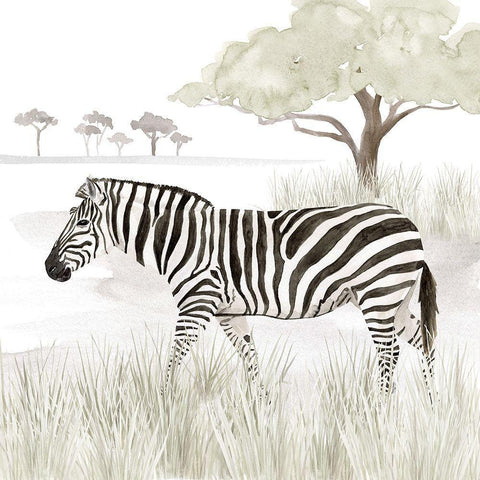 Serengeti Zebra Square White Modern Wood Framed Art Print with Double Matting by Reed, Tara