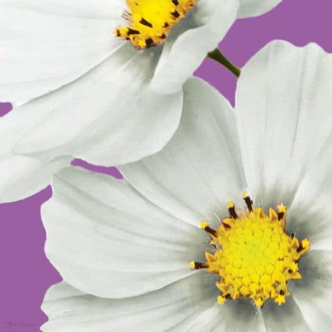 Flower Pop II White Modern Wood Framed Art Print by Cusson, Marie Elaine