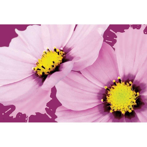 Flower Pop landscape II Black Modern Wood Framed Art Print with Double Matting by Cusson, Marie Elaine