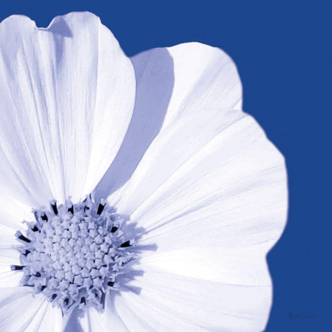 Flower Pop blue III White Modern Wood Framed Art Print with Double Matting by Cusson, Marie Elaine