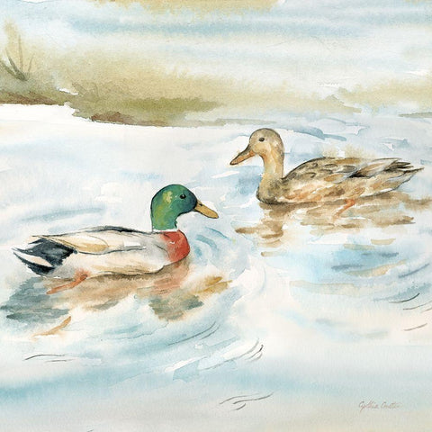 Woodland Reflections V-Mallards White Modern Wood Framed Art Print with Double Matting by Coulter, Cynthia