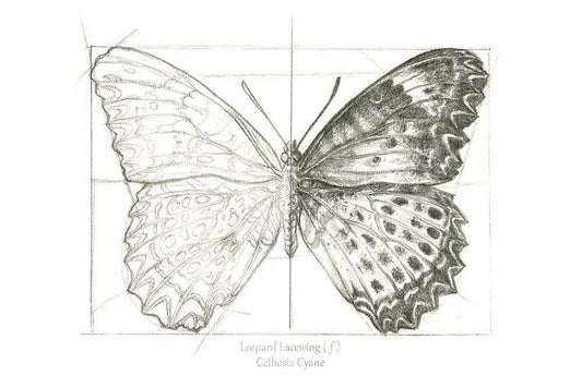Image Only