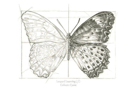 Butterfly Sketch landscape II White Modern Wood Framed Art Print with Double Matting by Wilson, Kelsey