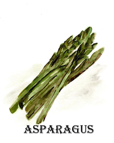 Veggie Sketch  I-Asparagus White Modern Wood Framed Art Print with Double Matting by Chapman, Marcy