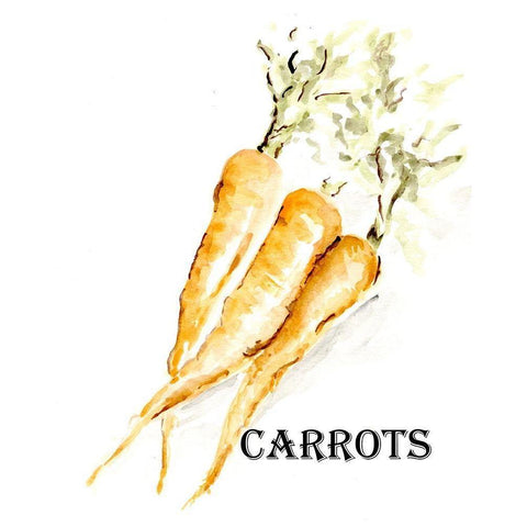 Veggie Sketch  V-Carrots Black Modern Wood Framed Art Print with Double Matting by Chapman, Marcy