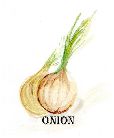 Veggie Sketch X-Onion Black Ornate Wood Framed Art Print with Double Matting by Chapman, Marcy