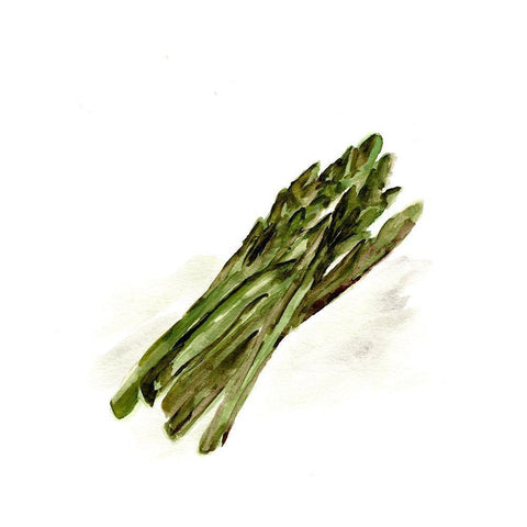 Veggie Sketch plain  I-Asparagus White Modern Wood Framed Art Print by Chapman, Marcy