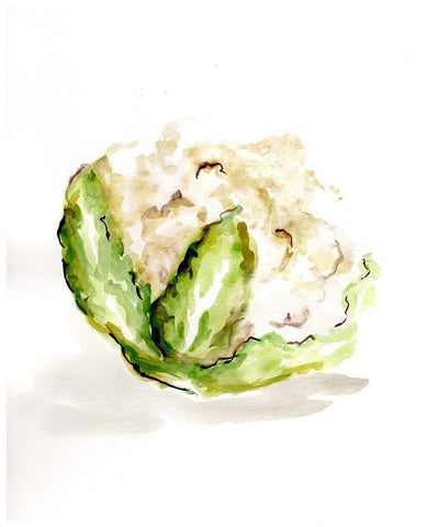 Veggie Sketch plain  VI-Cauliflower White Modern Wood Framed Art Print with Double Matting by Chapman, Marcy