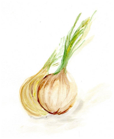 Veggie Sketch plain  X-Onion White Modern Wood Framed Art Print with Double Matting by Chapman, Marcy