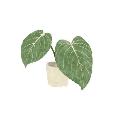 Philodendron Gloriosum III White Modern Wood Framed Art Print by Bannarot