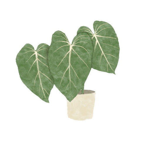 Philodendron Gloriosum IV White Modern Wood Framed Art Print by Bannarot