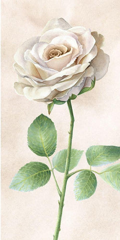 Ivory  Roses panel I White Modern Wood Framed Art Print with Double Matting by Wilson, Kelsey