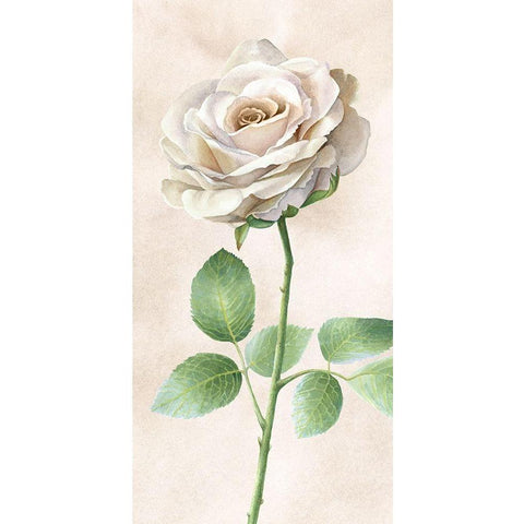 Ivory  Roses panel I Black Modern Wood Framed Art Print with Double Matting by Wilson, Kelsey