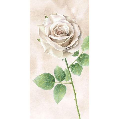 Ivory  Roses panel II White Modern Wood Framed Art Print by Wilson, Kelsey