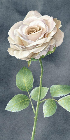 Ivory  Roses on gray panel I White Modern Wood Framed Art Print with Double Matting by Wilson, Kelsey