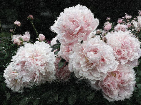 Peony  Poetry I Black Ornate Wood Framed Art Print with Double Matting by Cusson, Marie Elaine