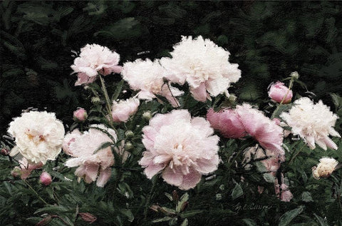 Peony  Poetry II Black Ornate Wood Framed Art Print with Double Matting by Cusson, Marie Elaine