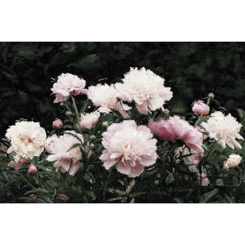 Peony  Poetry II Gold Ornate Wood Framed Art Print with Double Matting by Cusson, Marie Elaine