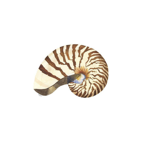 Oceanum Shells white III-Nautilus White Modern Wood Framed Art Print with Double Matting by Reed, Tara