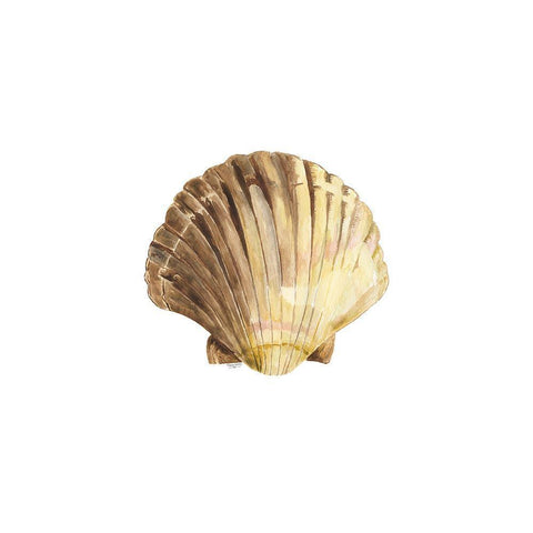 Oceanum Shells white V-Scallop White Modern Wood Framed Art Print with Double Matting by Reed, Tara