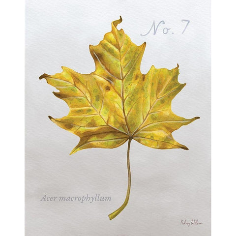 Autumn  Leaves on Gray II-Maple 2 White Modern Wood Framed Art Print by Wilson, Kelsey