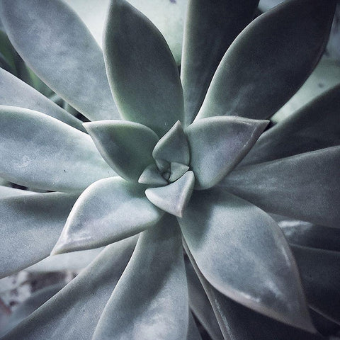 A Succulent  Life White Modern Wood Framed Art Print by Manelis, Jessica