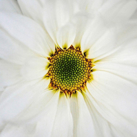 Center  of Attention White Modern Wood Framed Art Print by Manelis, Jessica