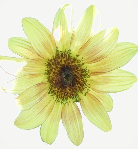 Coming  Up Daisy White Modern Wood Framed Art Print with Double Matting by Manelis, Jessica