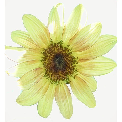 Coming  Up Daisy Black Modern Wood Framed Art Print by Manelis, Jessica