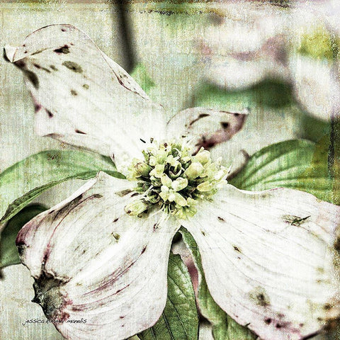 Dogwood  Floral White Modern Wood Framed Art Print by Manelis, Jessica