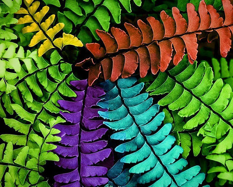 Feel  the Fern White Modern Wood Framed Art Print with Double Matting by Manelis, Jessica