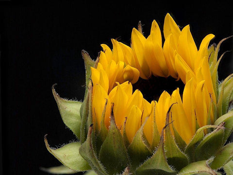 Glow  of Content White Modern Wood Framed Art Print with Double Matting by Manelis, Jessica