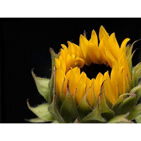 Glow  of Content Gold Ornate Wood Framed Art Print with Double Matting by Manelis, Jessica