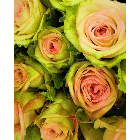 Green  And Pink Rose Bouquet Black Modern Wood Framed Art Print by Manelis, Jessica