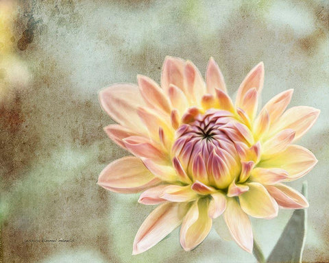 Impression  Flower Black Ornate Wood Framed Art Print with Double Matting by Manelis, Jessica