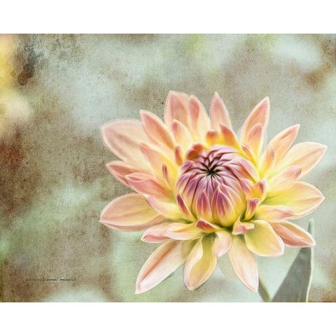 Impression  Flower Black Modern Wood Framed Art Print by Manelis, Jessica